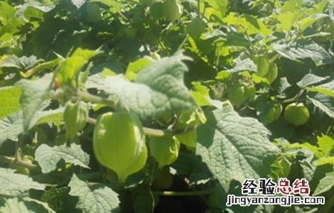 大棚菇娘种植技术要点 大棚菇娘种植技术