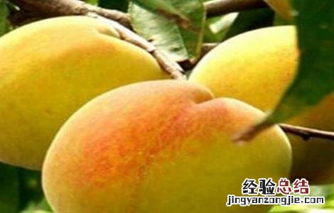 黄桃怎么种出来的 黄桃怎么种