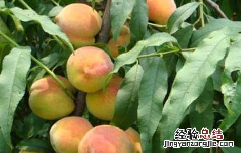 黄桃怎么种出来的 黄桃怎么种
