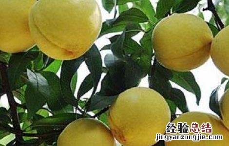 黄桃怎么种出来的 黄桃怎么种