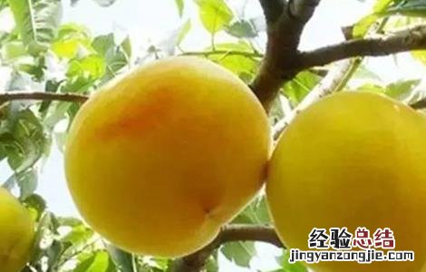 黄桃怎么种出来的 黄桃怎么种