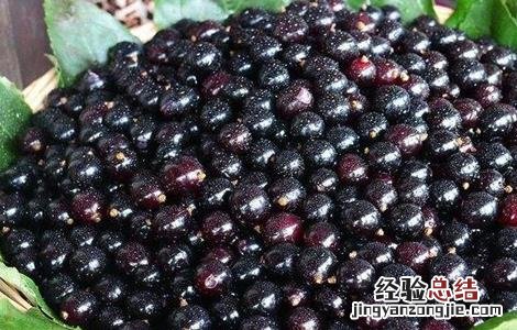 乌梅怎么种 乌梅怎么种植适合那些地区种植