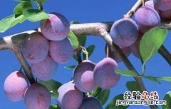 乌梅怎么种 乌梅怎么种植适合那些地区种植