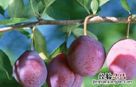 乌梅怎么种 乌梅怎么种植适合那些地区种植