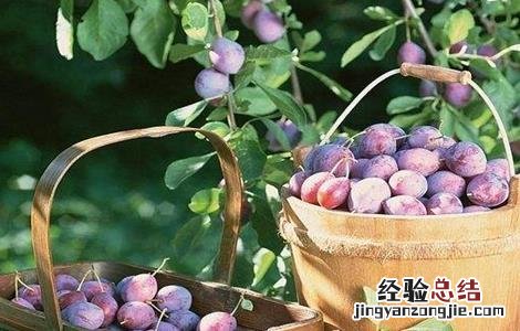 乌梅怎么种 乌梅怎么种植适合那些地区种植