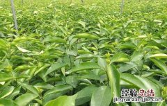 丑橘的种植方法和管理 丑橘的种植方法