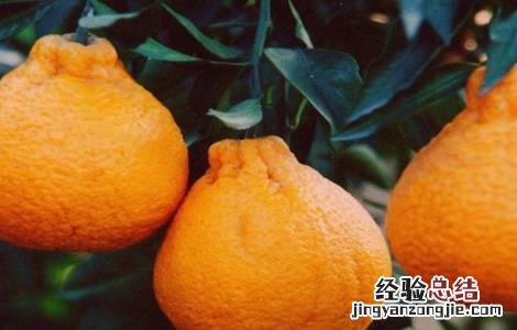 丑橘的种植方法和管理 丑橘的种植方法