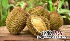 女性晚上吃榴莲好吗会胖吗 女性晚上吃榴莲好吗