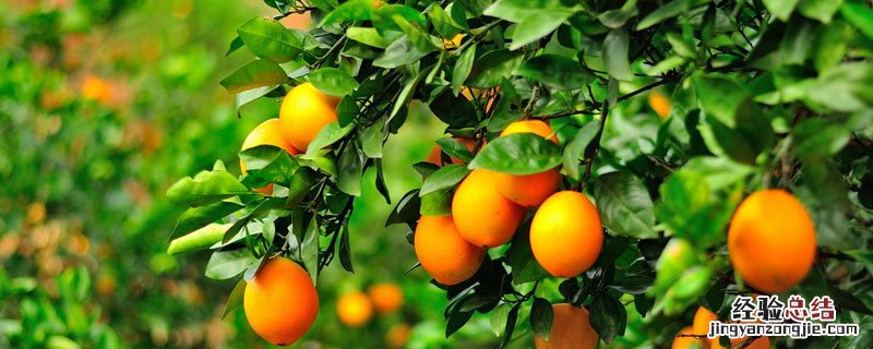 脐橙栽培技术 脐橙栽培技术 pdf