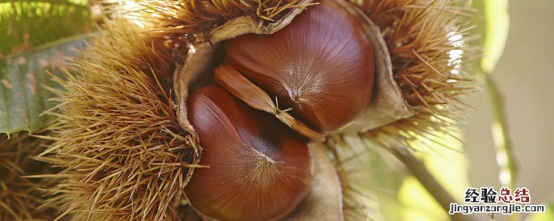 板栗盆栽步骤 板栗盆栽步骤图片说明