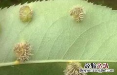 苹果锈病如何防治 苹果锈病的防治方法