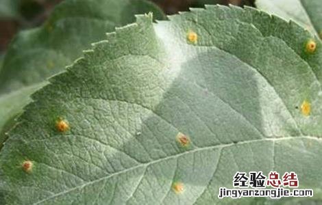 苹果锈病如何防治 苹果锈病的防治方法