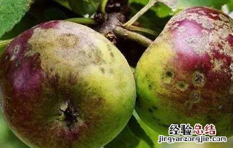 苹果锈病如何防治 苹果锈病的防治方法