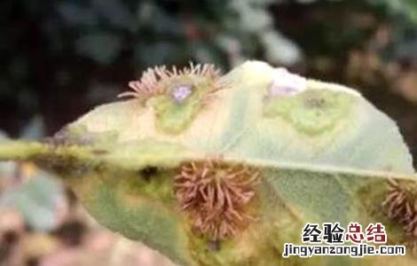 苹果锈病如何防治 苹果锈病的防治方法