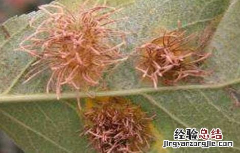 苹果锈病如何防治 苹果锈病的防治方法