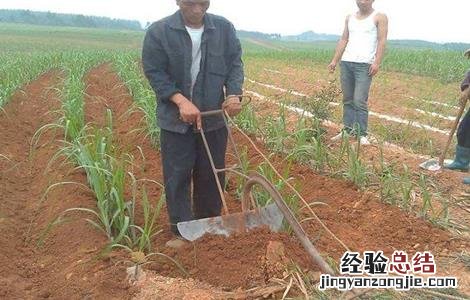 甘蔗怎么施肥 甘蔗怎么施肥才能又高又大视频