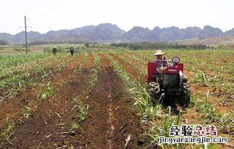 甘蔗怎么施肥 甘蔗怎么施肥才能又高又大视频