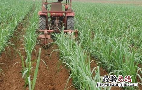 甘蔗怎么施肥 甘蔗怎么施肥才能又高又大视频