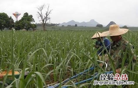 甘蔗怎么施肥 甘蔗怎么施肥才能又高又大视频