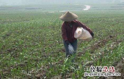 甘蔗怎么施肥 甘蔗怎么施肥才能又高又大视频