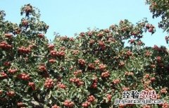 山楂树整形修剪技术 山楂树整形修剪技术