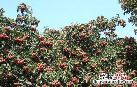 山楂树整形修剪技术 山楂树整形修剪技术