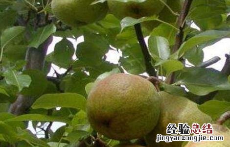 梨子种植技术与管理 梨子种植的果园管理