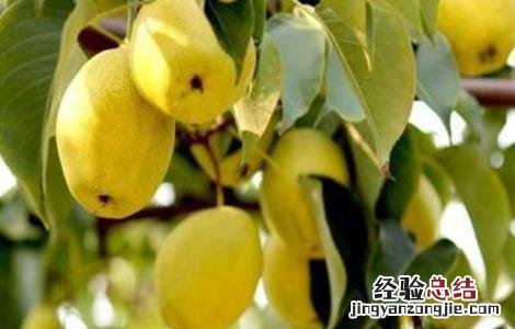 梨子种植技术与管理 梨子种植的果园管理