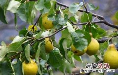 梨子种植技术与管理 梨子种植的果园管理