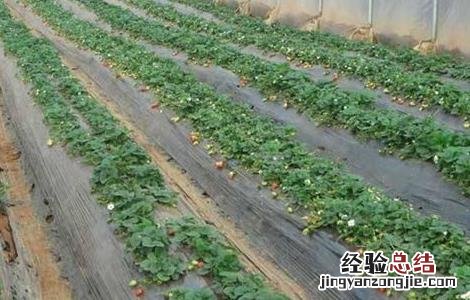 草莓水肥管理技术 草莓水肥管理技术规范