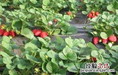 草莓水肥管理技术 草莓水肥管理技术规范