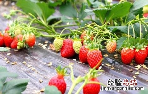 草莓水肥管理技术 草莓水肥管理技术规范