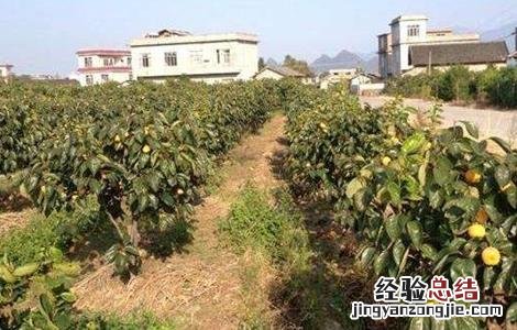柿子树的种植技术 柿子树的种植技术视频