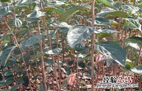 柿子树的种植技术 柿子树的种植技术视频