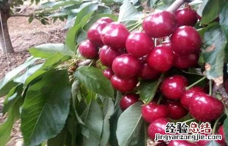 樱桃的种植条件 樱桃的种植条件跟要求
