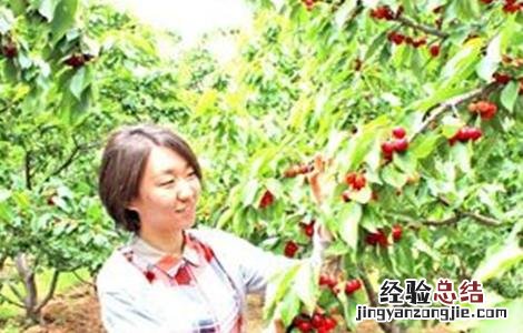 樱桃的种植条件 樱桃的种植条件跟要求