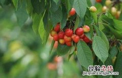 樱桃的种植条件 樱桃的种植条件跟要求