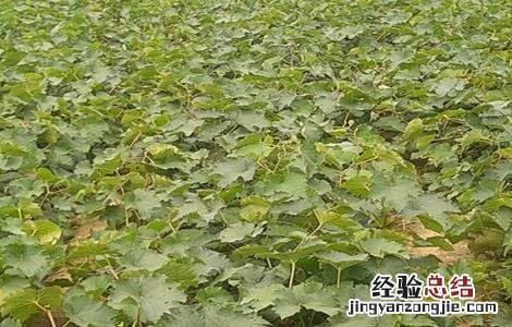 青提怎么种 青提如何种植