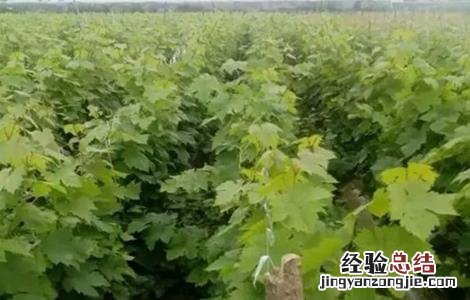 青提怎么种 青提如何种植