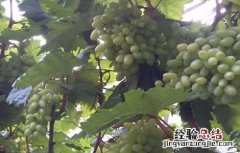 青提怎么种 青提如何种植