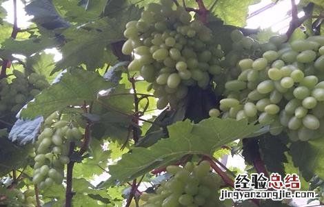 青提怎么种 青提如何种植