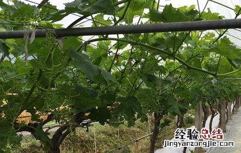 青提怎么种 青提如何种植