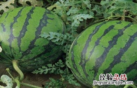 西瓜定植时的注意事项 西瓜定植后怎么管理