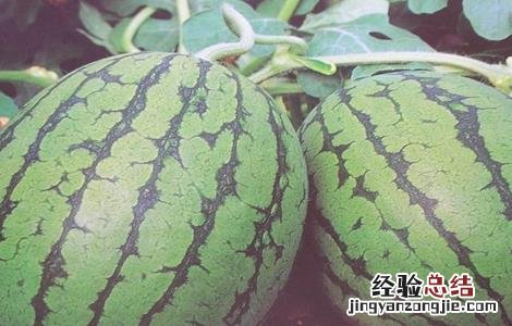 西瓜定植时的注意事项 西瓜定植后怎么管理