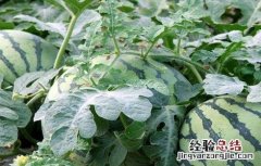 西瓜定植时的注意事项 西瓜定植后怎么管理
