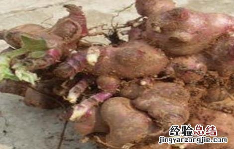 人参果用什么土种植 地参果该怎么种