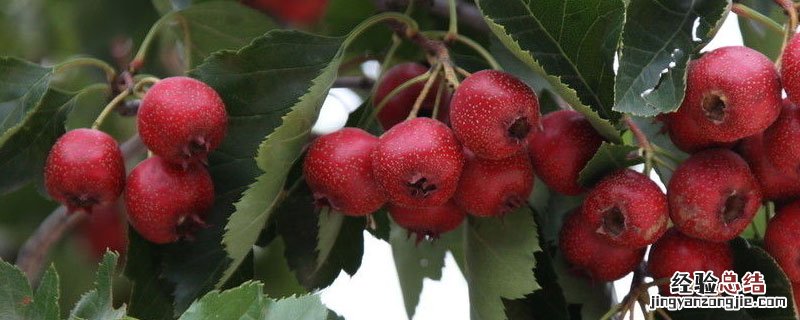 山楂种植季节 山楂适应什么地方种植