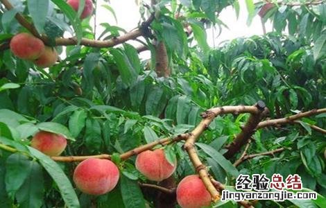 神话书说蟠桃怎么种 蟠桃怎么种