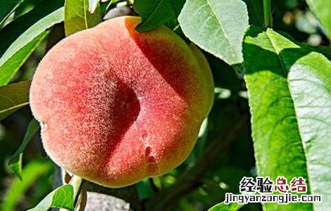 神话书说蟠桃怎么种 蟠桃怎么种