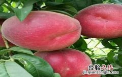 神话书说蟠桃怎么种 蟠桃怎么种